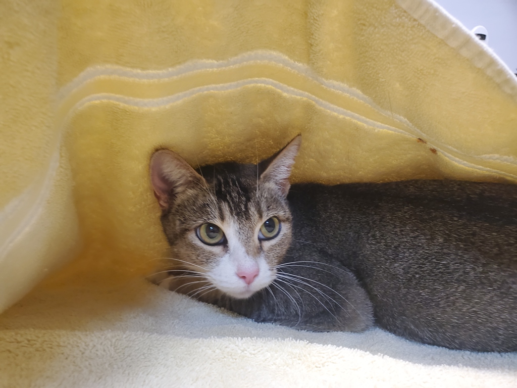 Shelter Stray Female Cat last seen Apt A,1253 S Tulip Street, Escondido, CA, 92025, Oceanside, CA 92058, USA