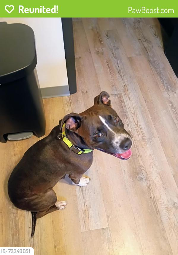 Reunited Female Dog last seen Near N Main St, Washington, PA 15301, USA, Washington, PA 15301