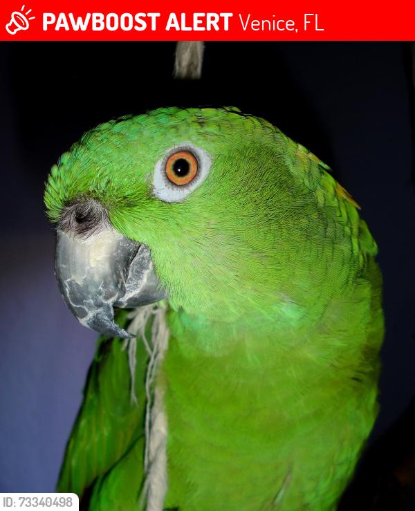 Lost Unknown Bird last seen JACARANDA AND I75, Venice, FL 34292