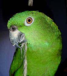 Lost Unknown Bird last seen JACARANDA AND I75, Venice, FL 34292