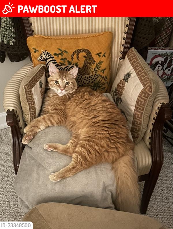 Lost Male Cat last seen Corner of 140th Ln N & 64th off of Donald Ross Rd, West Palm Beach, FL 33418
