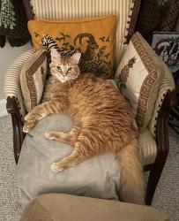 Lost Male Cat last seen Corner of 140th Ln N & 64th off of Donald Ross Rd, West Palm Beach, FL 33418