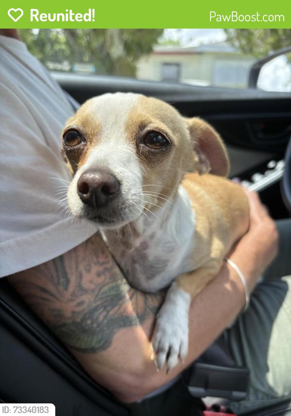 Reunited Female Dog last seen 46th ave n and Lown st, Lealman, FL 33714