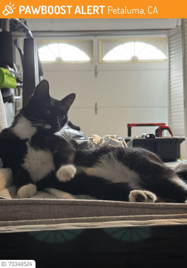 Found/Stray Female Cat last seen Ponderosa Dr, Petaluma, CA 94954