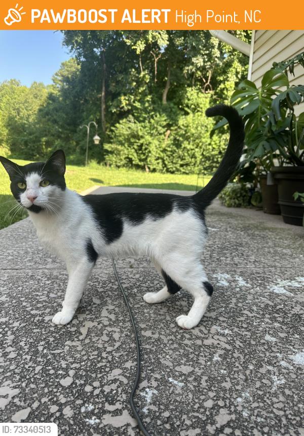 Found/Stray Male Cat last seen Seen roaming the Amberly Dr/Westbury Dr neighborhood, High Point, NC 27282