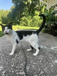Found/Stray Male Cat last seen Seen roaming the Amberly Dr/Westbury Dr neighborhood, High Point, NC 27282
