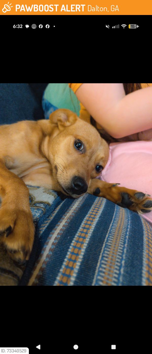 Found/Stray Female Dog last seen By Hamilton hosp, Dalton, GA 30721