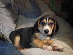 Lost Female Dog last seen Riley rd. flt drive. Old ball park in Buffalo SC, Buffalo, SC 29321