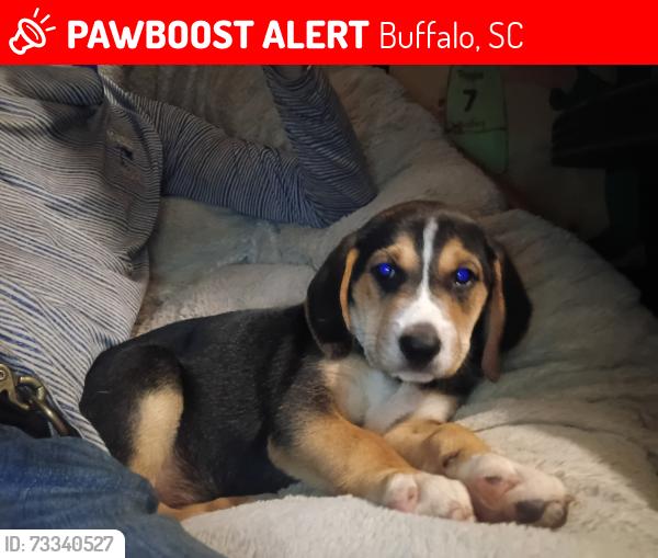 Lost Female Dog last seen Riley rd. flt drive. Old ball park in Buffalo SC, Buffalo, SC 29321