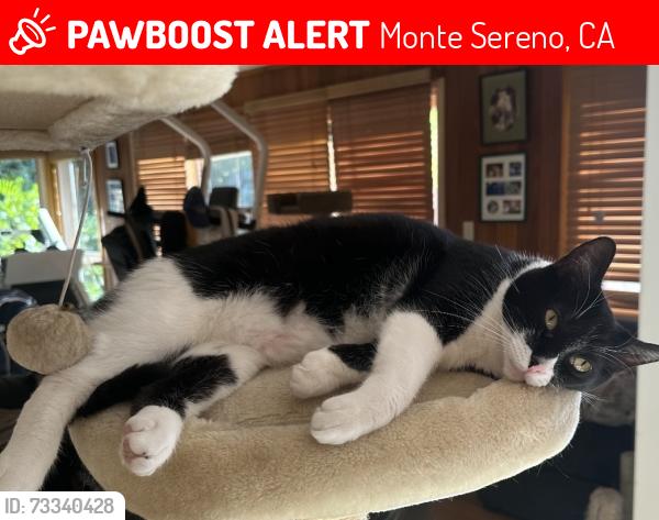 Lost Male Cat last seen Bicknell and Becky lane, Monte Sereno, CA 95030