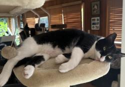 Lost Male Cat last seen Bicknell and Becky lane, Monte Sereno, CA 95030