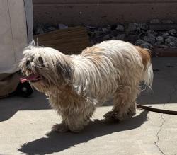 Reunited Unknown Dog last seen Near Canehill Ave, Lakewood, CA 90713, USA, Lakewood, CA 90713