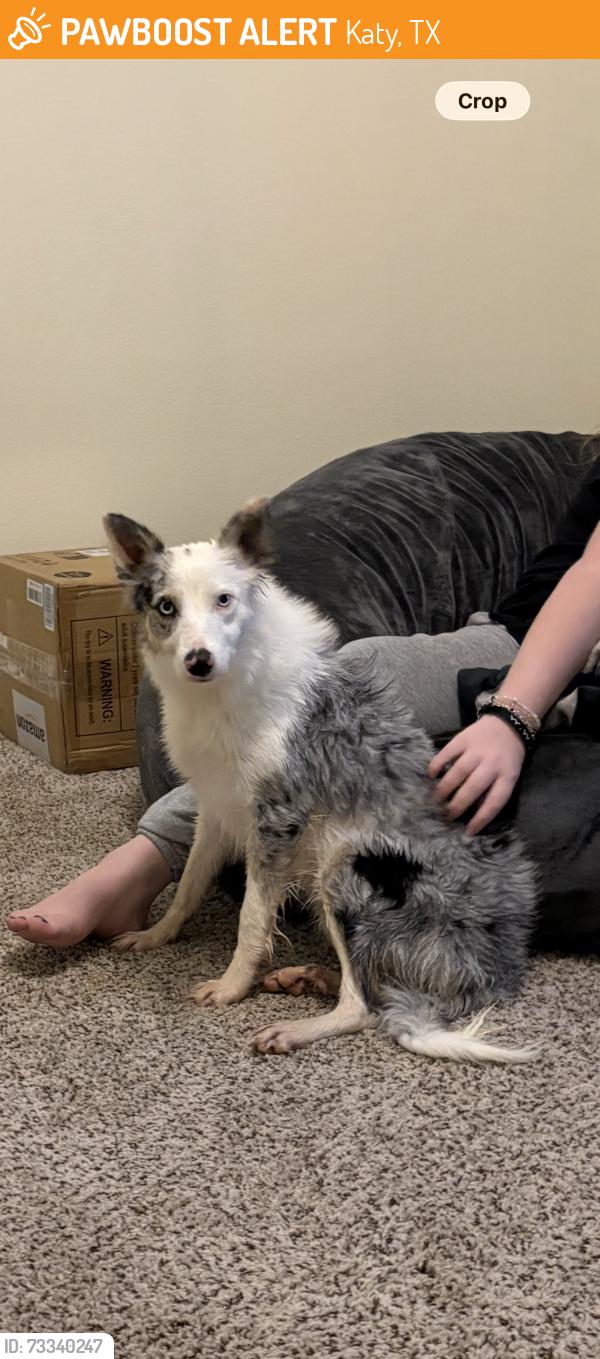 Found/Stray Female Dog last seen katy court neighborhood, street near the HEB on morton and katy hockley cut off, Katy, TX 77493