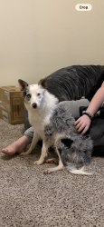Found/Stray Female Dog last seen katy court neighborhood, street near the HEB on morton and katy hockley cut off, Katy, TX 77493