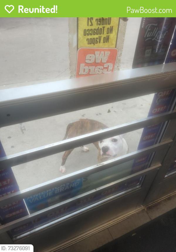 Reunited Male Dog last seen Ashwood ave, Toledo, OH 43608