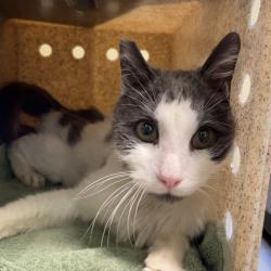 Shelter Stray Male Cat last seen , 361 S Raymond Ave, Pasadena, CA 91105, USA