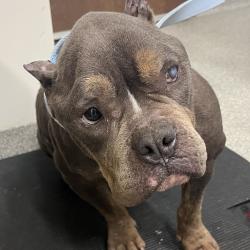 Shelter Stray Female Dog last seen , 21800 Central Ave, Matteson, IL 60443, USA