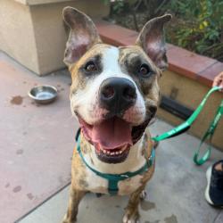 Shelter Stray Male Dog last seen , 361 S Raymond Ave, Pasadena, CA 91105, USA