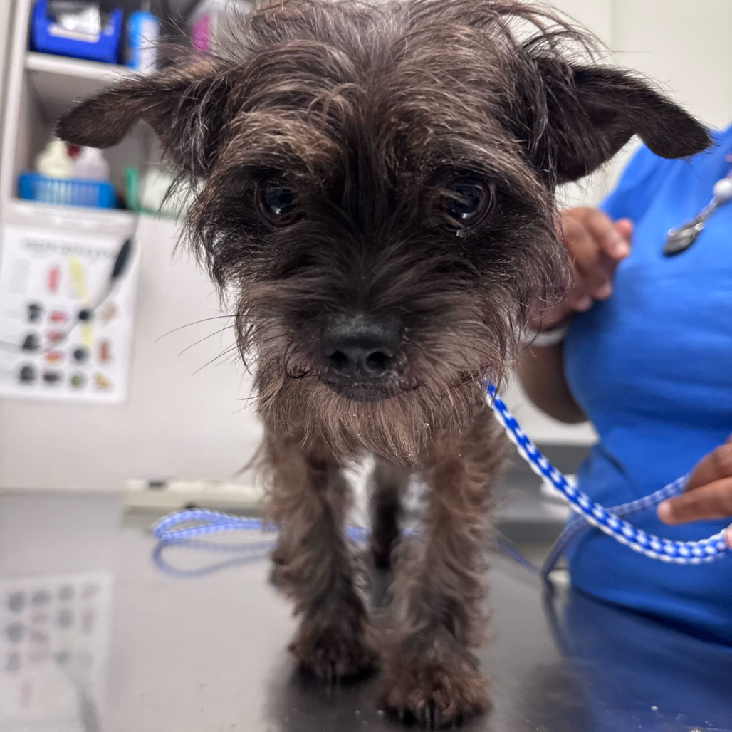 Shelter Stray Female Dog last seen , 21800 Central Ave, Matteson, IL 60443, USA
