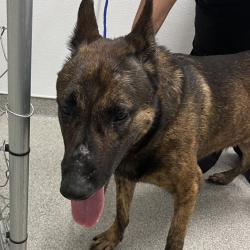 Shelter Stray Male Dog last seen , 21800 Central Ave, Matteson, IL 60443, USA