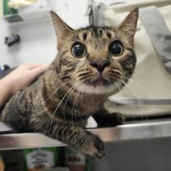 Shelter Stray Female Cat last seen , 3607 N Armenia Ave, Tampa, FL 33607, USA
