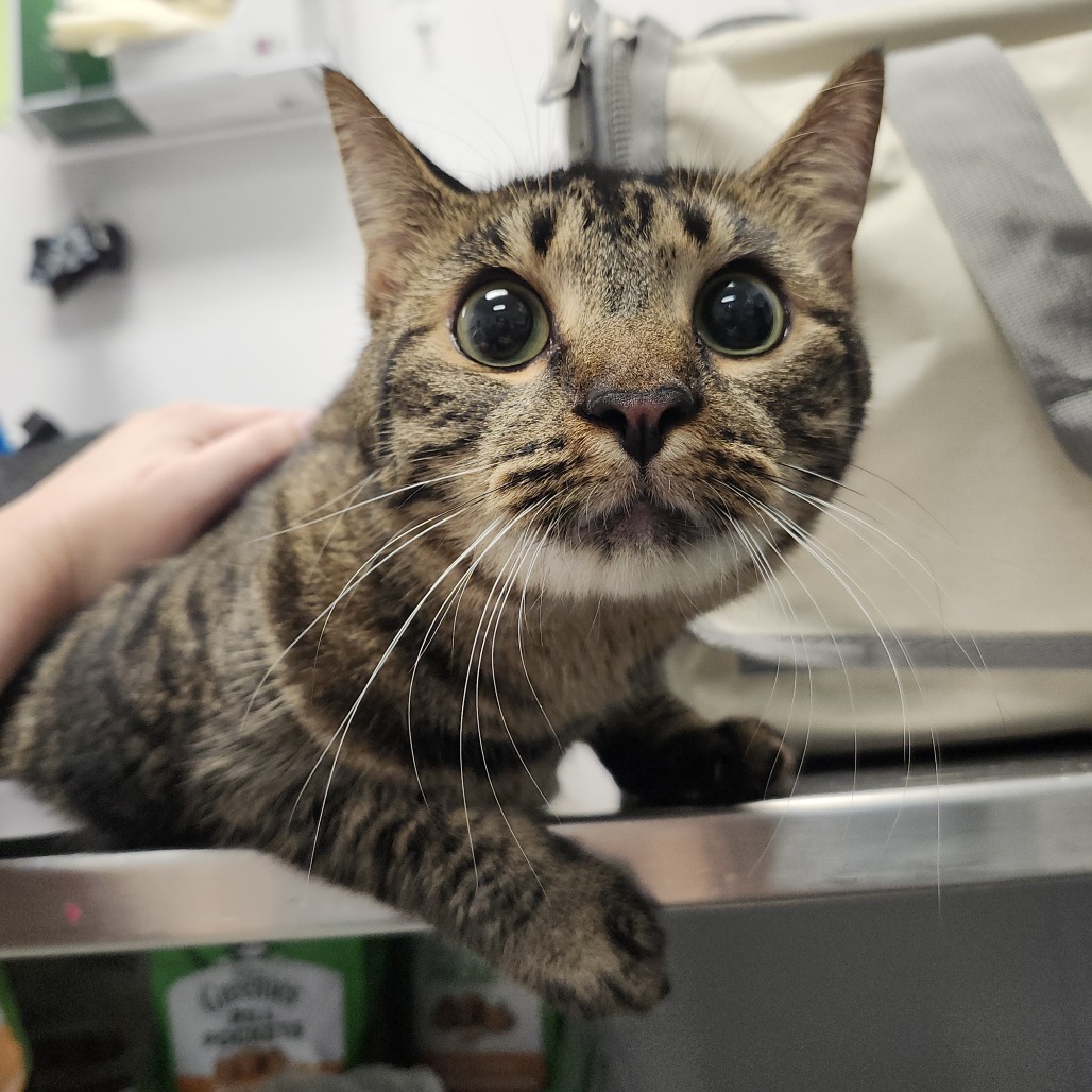 Shelter Stray Female Cat last seen , 3607 N Armenia Ave, Tampa, FL 33607, USA