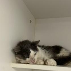 Shelter Stray Male Cat last seen , Animal Care & Control Team of Philly, 111 W Hunting Park Ave, Philadelphia, PA 19140, USA
