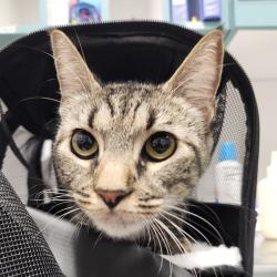 Shelter Stray Female Cat last seen , 3607 N Armenia Ave, Tampa, FL 33607, USA
