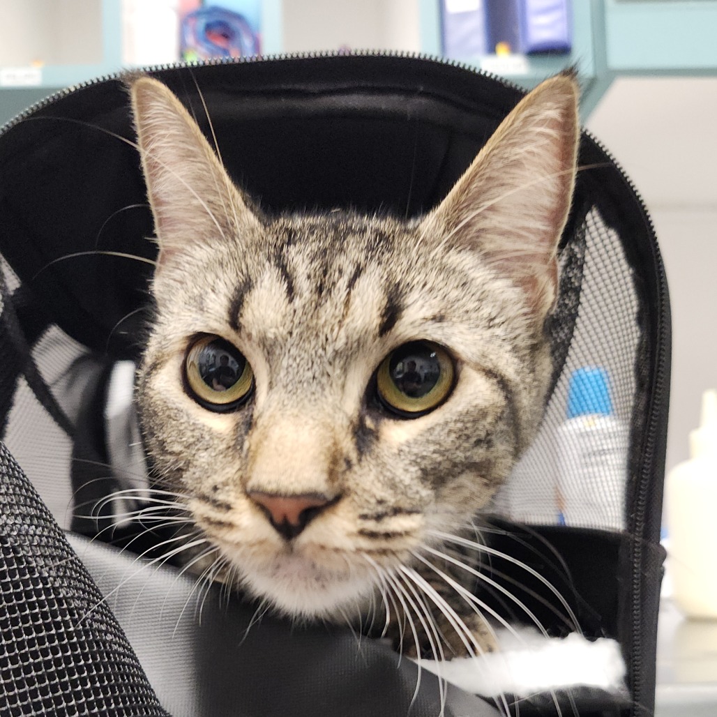 Shelter Stray Female Cat last seen , 3607 N Armenia Ave, Tampa, FL 33607, USA