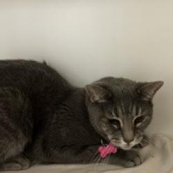 Shelter Stray Female Cat last seen , Animal Care & Control Team of Philly, 111 W Hunting Park Ave, Philadelphia, PA 19140, USA