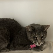 Shelter Stray Female Cat last seen , Animal Care & Control Team of Philly, 111 W Hunting Park Ave, Philadelphia, PA 19140, USA