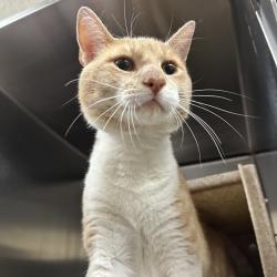 Shelter Stray Male Cat last seen , Animal Care & Control Team of Philly, 111 W Hunting Park Ave, Philadelphia, PA 19140, USA