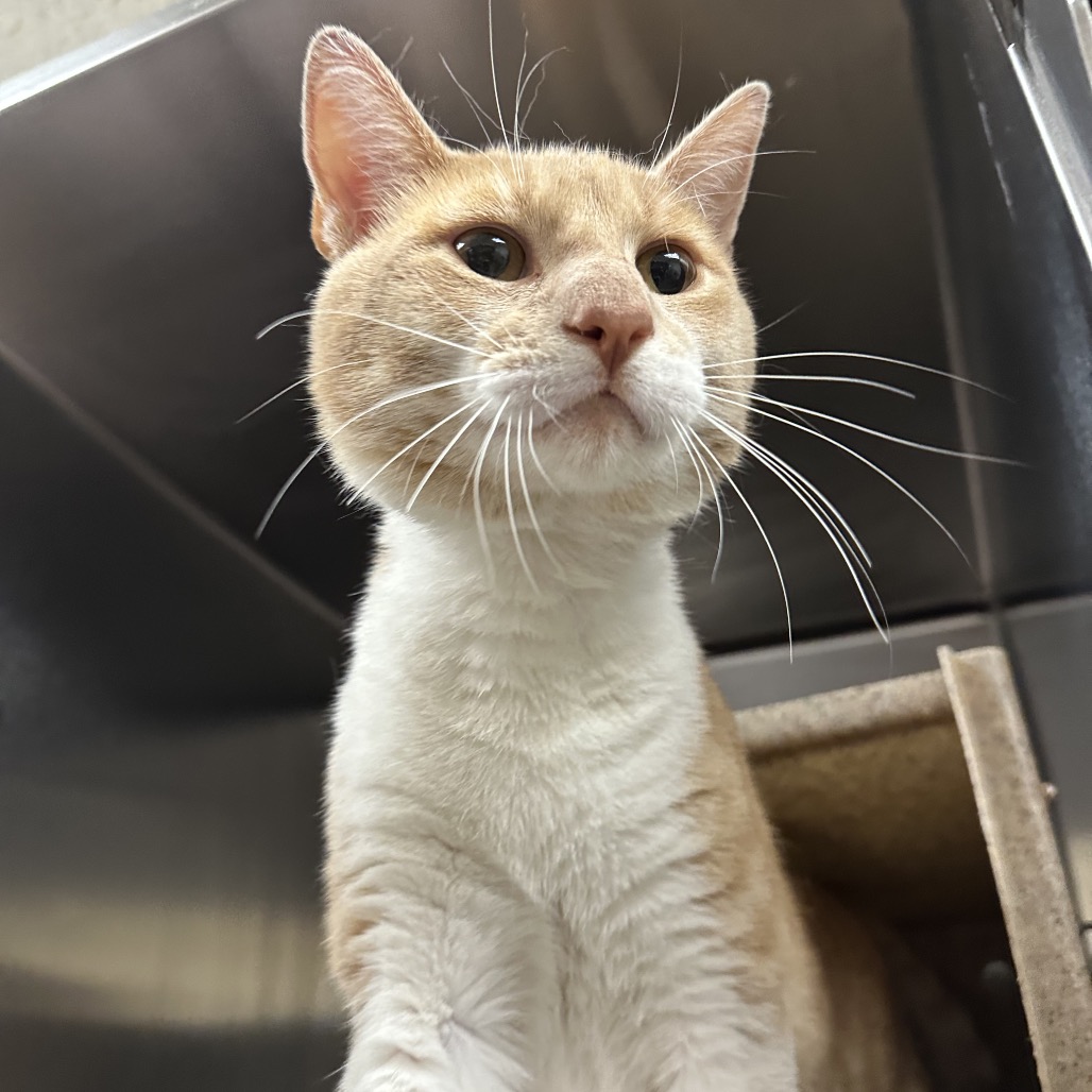 Shelter Stray Male Cat last seen , Animal Care & Control Team of Philly, 111 W Hunting Park Ave, Philadelphia, PA 19140, USA