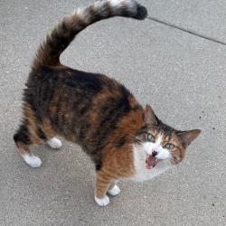 Shelter Stray Unknown Cat last seen , 1013 Garfield St, Oak Park, IL 60304, USA