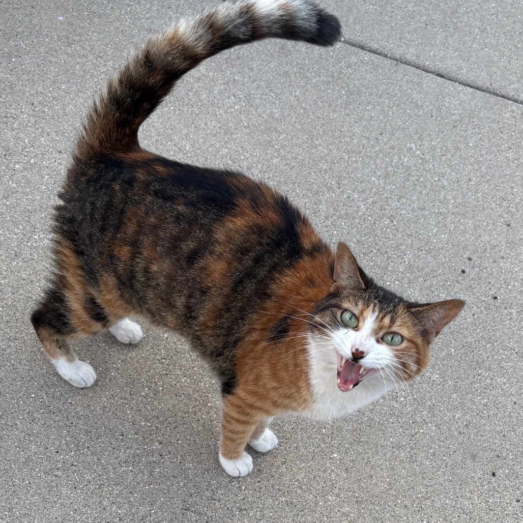 Shelter Stray Unknown Cat last seen , 1013 Garfield St, Oak Park, IL 60304, USA