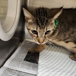 Shelter Stray Unknown Cat last seen , 5570 Sturmer Park Cir, Winston-Salem, NC 27105, USA
