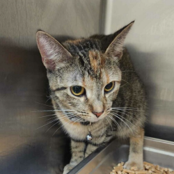 Shelter Stray Unknown Cat last seen , 5570 Sturmer Park Cir, Winston-Salem, NC 27105, USA