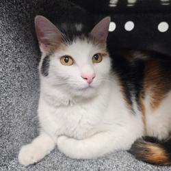 Shelter Stray Female Cat last seen , 328 Furman Hall Rd, Greenville, SC 29609, USA