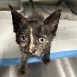 Shelter Stray Female Cat last seen , 980 Guilford College Rd, Greensboro, NC 27409, USA
