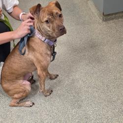 Shelter Stray Female Dog last seen , 8464 Beach Blvd, Jacksonville, FL 32216, USA