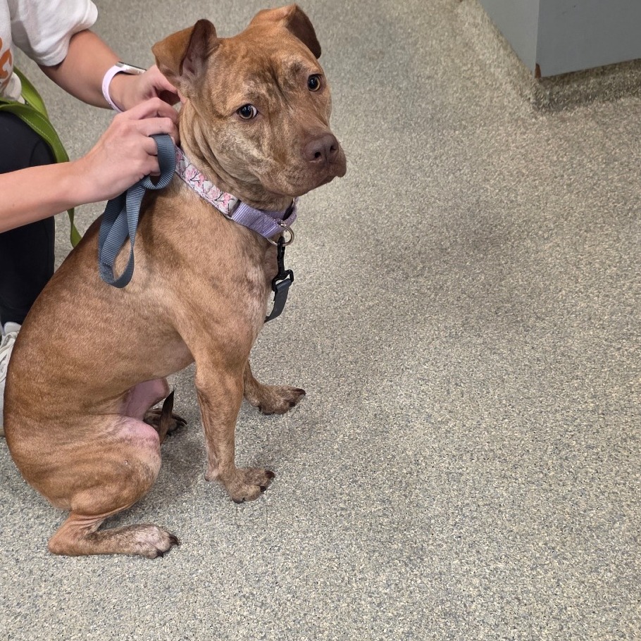 Shelter Stray Female Dog last seen , 8464 Beach Blvd, Jacksonville, FL 32216, USA