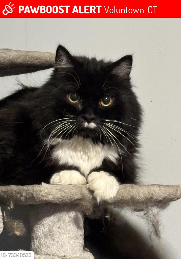 Lost Male Cat last seen Hollow, Voluntown, CT 06384