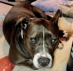 Lost Female Dog last seen S. 17th St., Louisville, KY 40210