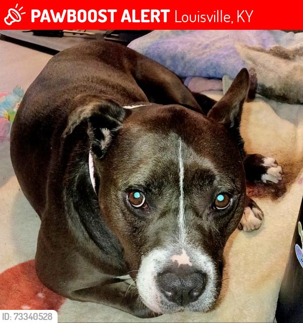 Lost Female Dog last seen S. 17th St., Louisville, KY 40210