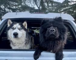 Reunited Male Dog last seen Topanga Canyon Blvd, Topanga, CA 90290