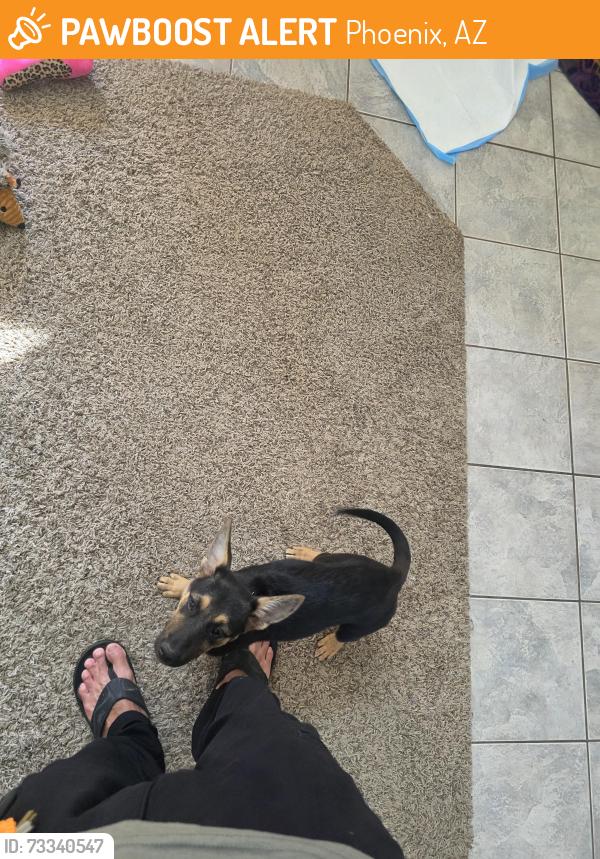 Found/Stray Female Dog last seen 55th ave and park view ln., Phoenix, AZ 85310