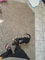 Found/Stray Female Dog last seen 55th ave and park view ln., Phoenix, AZ 85310