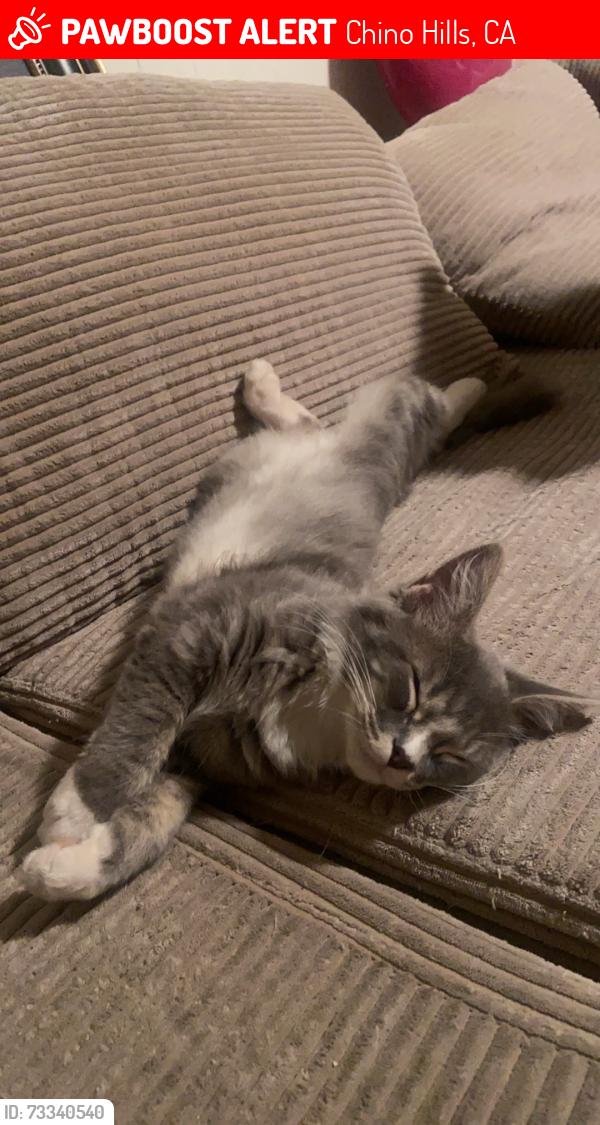 Lost Male Cat last seen Near Palomino Dr, Chino Hills, CA 91709