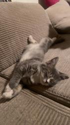 Lost Male Cat last seen Near Palomino Dr, Chino Hills, CA 91709