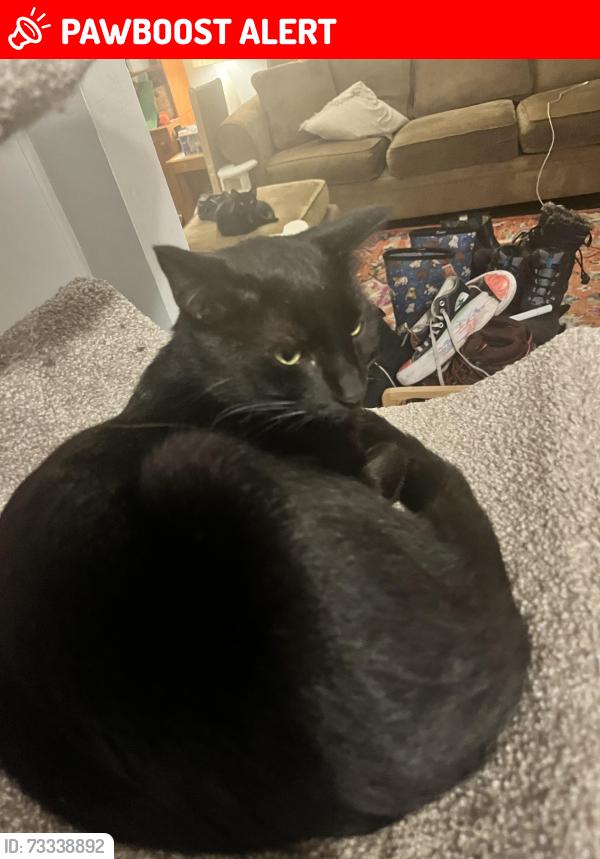 Lost Male Cat last seen Talbot and meadowcreast, Huntington Woods, MI 48070